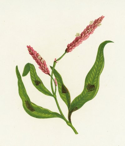 斑点のあるペルシカリア、Polygonum Persicaria 作： English School